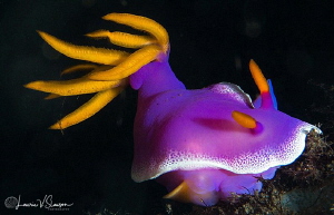 Hypselodoris apolegma/Photographed with a 100 mm macro lens. by Laurie Slawson 